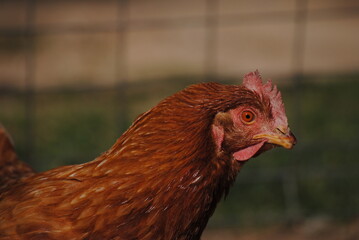 Gallina rubia de perfil mirando a la cámara