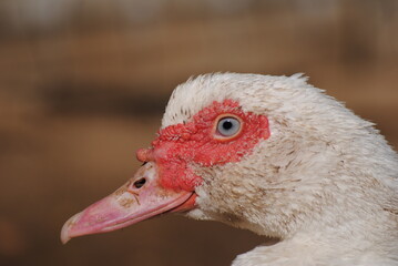 Pato hembra blanco de perfil mirando a la cámara