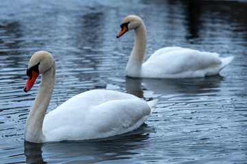 Fototapeta premium Two swans - Cygnus olor - a male and a femal swan together