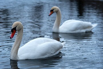 Two swans - Cygnus olor -  a male and a femal swan together