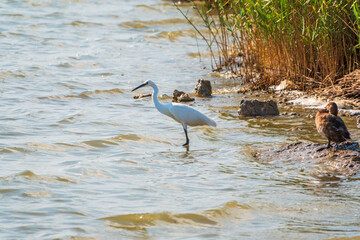 The white heron stands in the lake