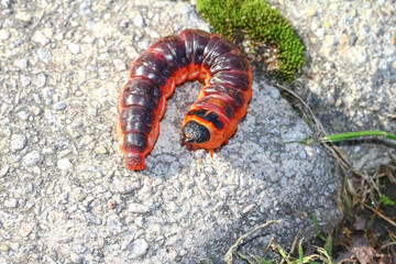 Raupe des Schmetterlings Weidenbohrer, Cossus cossus