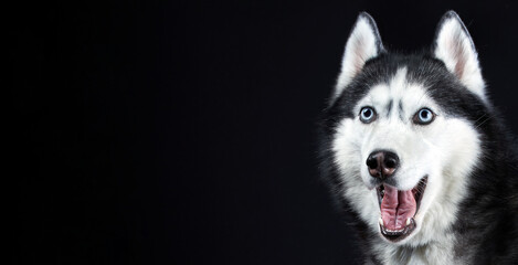 Portrait of Amazement Siberian Husky Dog opened mouth surprised on Isolated Black Background, front...