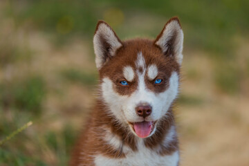 portrait of a blue-eyed husky dog in nature