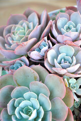 succulents in pot with wooden background