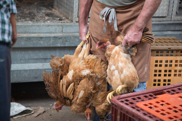 Sale of living laying hens at a traditional farmers market in Burgundy, France