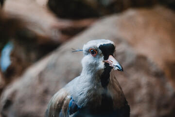 close up of a pigeon