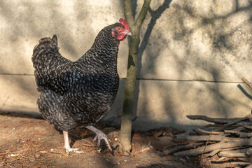 Portrait of a grey hen in a chicken coop.