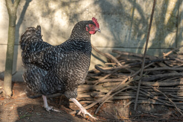 Portrait of a grey hen in a chicken coop.