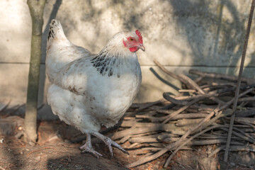 Portrait of a white hen in a chicken coop.