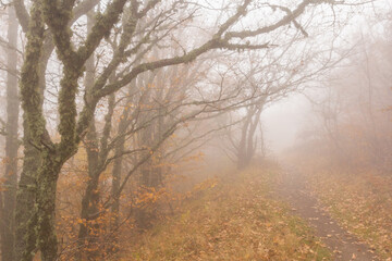 Fototapeta premium Branches of an old tree over a path in autumn