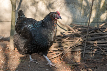Portrait of a black hen in a chicken coop.