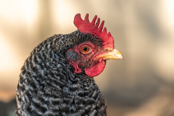 Portrait of a grey hen in a chicken coop.