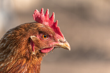 Portrait of a red hen in a chicken coop.
