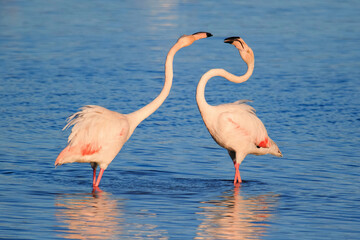 flamingos