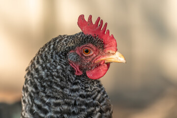 Portrait of a grey hen in a chicken coop.