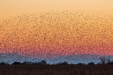 a millions of Starlings