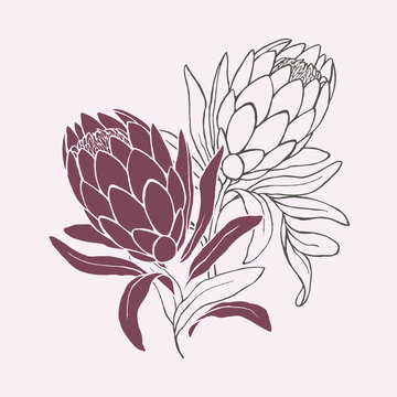 Hand-drawn drawing of a protea flower. Vector stock illustration.