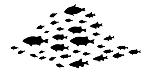 Silhouettes of groups of fishes on white. Vector