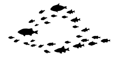 Silhouettes of groups of fishes on white. Vector