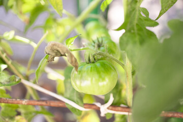 Green tomato plant greenhouse in the sprigs summer, close-up