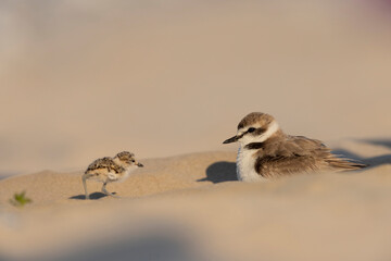 Kentish plover, father and baby bird © vinx83