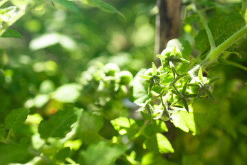 Green tomato plant growing in organic vegatable garden, close-up