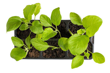 Eggplant seedling in black pots. Aubergine sprouts isolated on white background. Top view. Gardening concept, springtime.