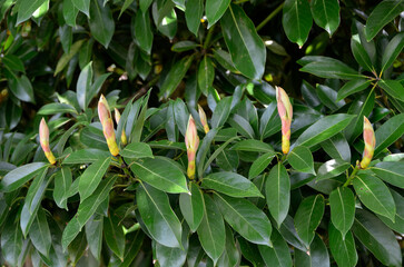 マテバシイの若葉