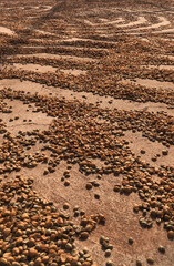 Coffe Bean drying