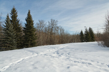 Fototapeta na wymiar The Edge of a Winter Forest