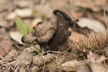 Obraz premium Craterellus cornucopioides horn of plenty Black trumpet, dark brown almost black trumpet-shaped mushroom