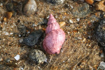 coquillage