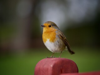 Robin 