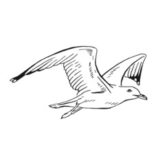 Sketch of flying seagulls. Hand drawn illustration converted to vector. Line art style isolated on white background.