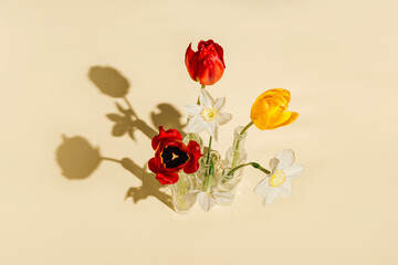 Beautiful tulip and daffodil flowers in glass vases on pastel sunlit background with shadows....