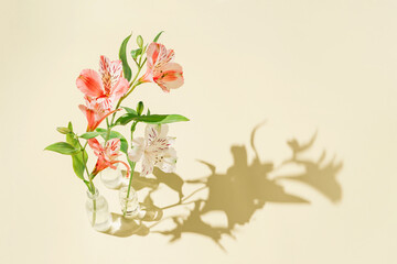 Creative composition made of beautiful alstroemeria flowers in glass vases on pastel sunlit background with shadows. Nature concept. Minimal style.