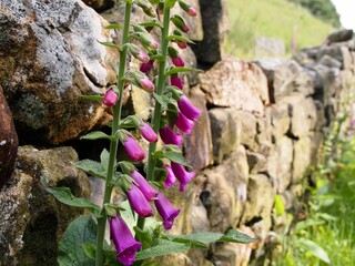 Wild foxglove flowers against a dry stone wall in the peak district landscape of the english countryside