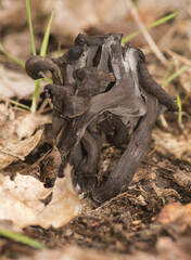 Craterellus cornucopioides horn of plenty Black trumpet, dark brown almost black trumpet-shaped mushroom