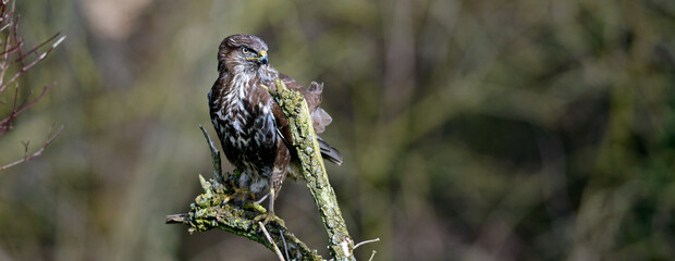 Common buzzard // Mäusebussard (Buteo buteo)