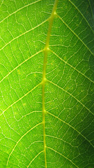 Green leaf macro photo. Green leaf background. Green leaf texture