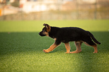 Puppy german shepherd running on grass