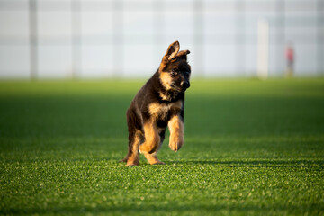puppy wolfhound playing on the grass
