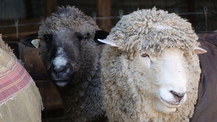 Two Wooly headed sheep need a trim.