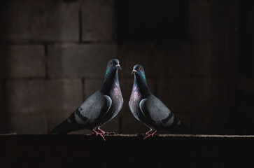 pair of pigeons sitting in the dark - Powered by Adobe