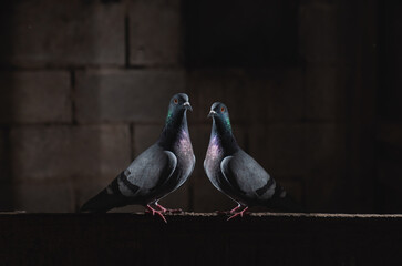 pair of pigeons sitting in the dark