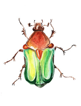 Green beetle isolated on white background
