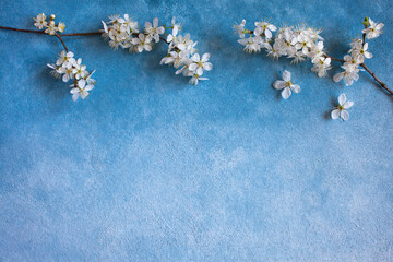 Flowering cherry plum branches on a blue and white background for text, congratulations © tachinskamarina
