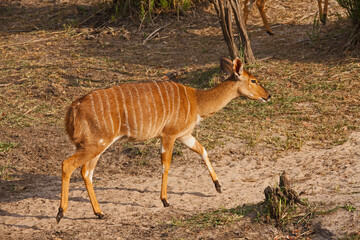 Nyala (Tragelaphus angasii) 13746