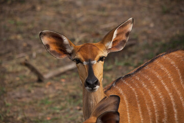 Nyala (Tragelaphus angasii) 13747